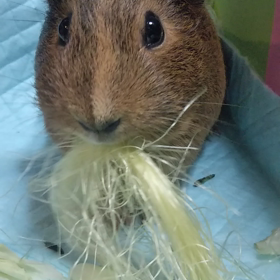 お髭さん  一気食いの画像