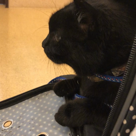 躁鬱混合っぽいの画像