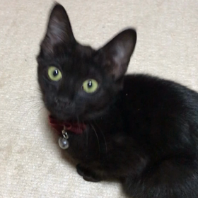黒猫ルルちゃんハッスル‼️の画像