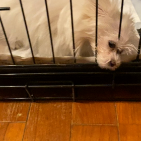 可愛いハッチ②のサムネイル画像