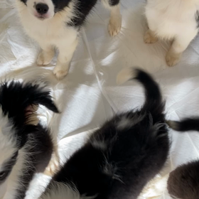 ボーダーコリー子犬の画像