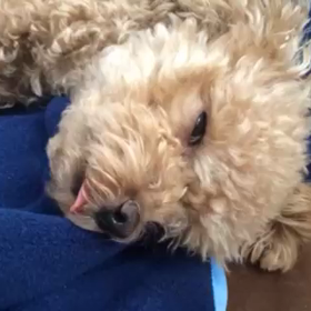 抱っこだぞぉの画像