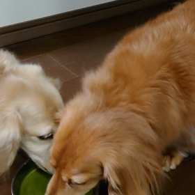 ”『わんこの青汁』”モニター「ラブちゃん＆レオちゃん」の画像