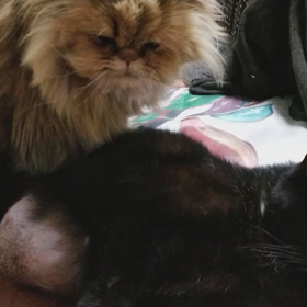 猫マッサージの画像