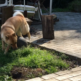 歯ごたえの画像