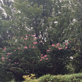 ナイナイづくしな朝（−＿−；）の画像