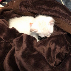 眠たいのを一生懸命に我慢してる和花ちゃんの画像