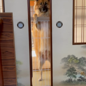 お隣さん飼い主のご飯が欲しいマロさんの画像