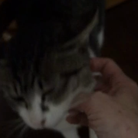 夜になるとの画像