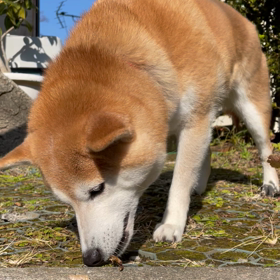 枯れ木をかじるさくらの画像