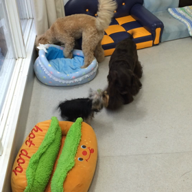 ♪プレイルーム動画♪②の画像