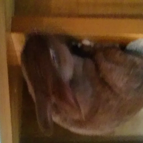 アグちん階段に！の画像