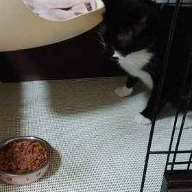 チョロの「まて」。の画像