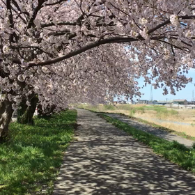 みんなでお花見気分。の画像