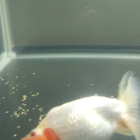 三兄弟。の画像