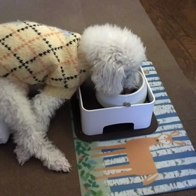 生きる執念　2018年3月20日　その2の画像