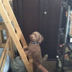 勝っちゃんの画像