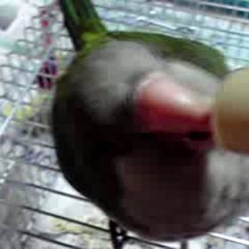 動画祭り～♪   アオちゃん編☆の画像