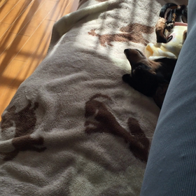 ご機嫌さんの画像