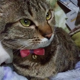 4/8雪ちら。の画像