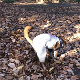 興奮の落ち葉の画像