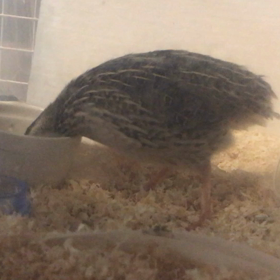 ピヨご機嫌ナナメ＆水槽の画像