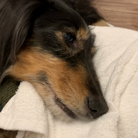 呼吸は浅く速いままの画像