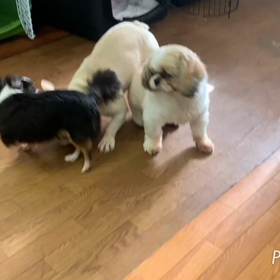 お遊び動画の画像