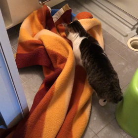 キリがない洗濯物。保護猫デールの動画。の画像