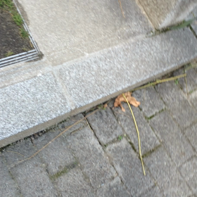 ルイくん階段登り頑張るの画像