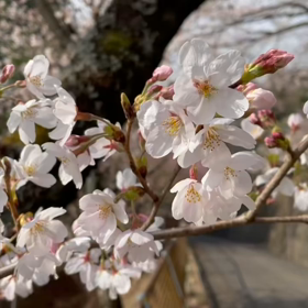 桜咲くの画像
