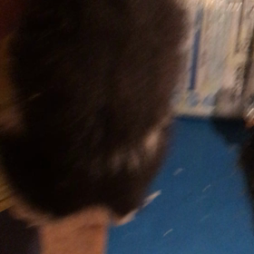 お勧めの子犬の画像