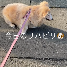 歩きたくない病におかされていますの画像