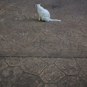 關門放貓の画像