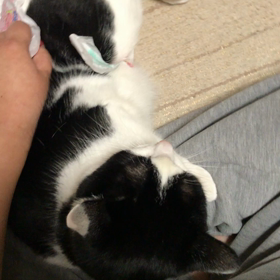 圧迫排泄（圧迫排尿、圧迫排便）オムツ装着 動画 お食事中の方ごめんなさいの画像