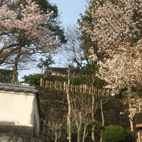 初音の画像