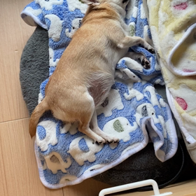 オリーブのイビキの画像