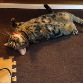 マタタビの画像