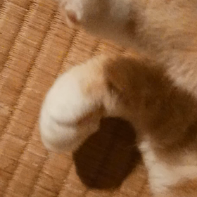 グー　と　パーの画像