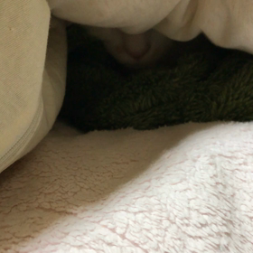 フミフミシロちゃんの画像