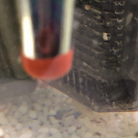 ザリガニさん　脱皮後の画像