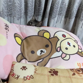 夢中です❗️の画像