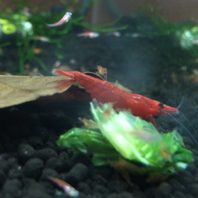 赤ちゃんの画像