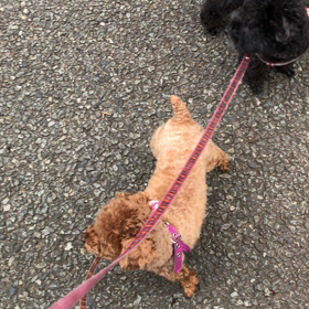 朝の散歩の画像