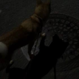 ケリ散歩28 ＊ポッツーン＊の画像