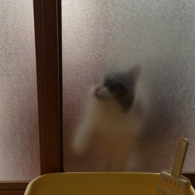 お母さん開けてくださーいの画像