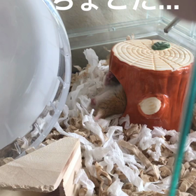 ちょこた夏バテの画像