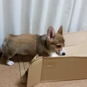 いろいろ動画③の画像