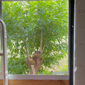 ウラニワニハニヤニヤカブトムシガイルニヤッの画像