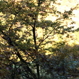 【動画あり】黒部峡谷トロッコ列車  欅平へ   その2の画像